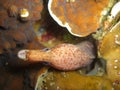 White eyed Moray Eel (Siderea Thyrsoidea) in the filipino sea 22.10.2012 Royalty Free Stock Photo