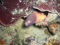 White eyed Moray Eel (Siderea Thyrsoidea) in the filipino sea 28.10.2012