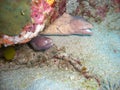 White eyed Moray Eel (Siderea Thyrsoidea) in the filipino sea 20.11.2012 Royalty Free Stock Photo