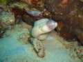 White eyed Moray Eel (Siderea Thyrsoidea) in the filipino sea 20.11.2012 Royalty Free Stock Photo