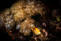 Underwater macro life in the Lembeh Straits of Indonesia Royalty Free Stock Photo