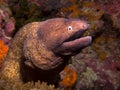 White Eyed Moray Eel - Siderea thyrsoidea