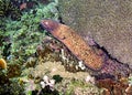 White eyed Moray Eel (Siderea Thyrsoideus) in the filipino sea January 5, 2012