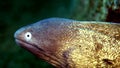 White eyed moray Gymnothorax thyrsoideus in the corals in Zulu sea Dumaguete