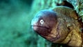 White eyed moray Gymnothorax thyrsoideus in the corals in Zulu sea Dumaguete