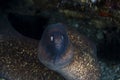 White-eyed Moray Gymnothorax thyrsoideus