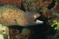 White-eyed moray with opened mouth Royalty Free Stock Photo