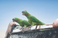 White-eyed Parakeets on Roof