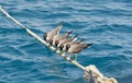 White-eyed seagulls perched on rope