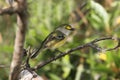 White-eyed Vireo (griseus) Royalty Free Stock Photo