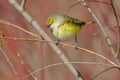 White-eyed Vireo - Vireo griseus