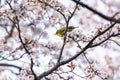 White eyes bird is tweeting on cherry blossom.