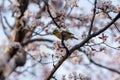 White eyes bird is tweeting on cherry blossom.