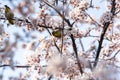 White eyes bird is tweeting on cherry blossom.