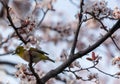 White eyes bird is tweeting on cherry blossom.