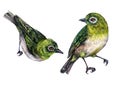 The White-eyes Birds Watercolor Illustration Royalty Free Stock Photo