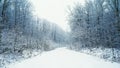 The White Fabulous Landscape of a Magical Forest with a Snow-covered Road in the Warm Rays of the Rising Sun.