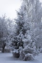 Fabulous winter landscape with snow-covered Christmas tree