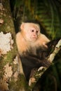 White face Capuchin Monkey. Royalty Free Stock Photo