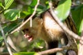 White face Capuchin Monkey Costa Rica Royalty Free Stock Photo