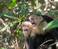 White face Capuchin Monkey Costa Rica Royalty Free Stock Photo