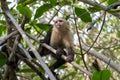 White face Capuchin Monkey Costa Rica