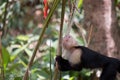 White face Capuchin Monkey Costa Rica Royalty Free Stock Photo
