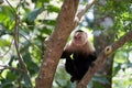 White face Capuchin Monkey Costa Rica Royalty Free Stock Photo