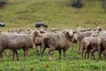 Side of sheep looking back Royalty Free Stock Photo