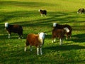 White Face Herdwick Sheeps