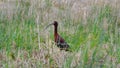 White Face Ibis