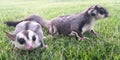 White face and normal Sugar gliders playing