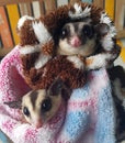 White face and normal Sugar gliders