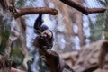 White-face saki monkey Pithecia pithecia Royalty Free Stock Photo