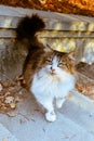 Wild cat of variegated colors, stands on the steps of the autumn park Royalty Free Stock Photo