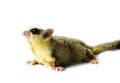 White face Sugar glider Royalty Free Stock Photo
