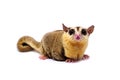 White face Sugar glider, Petaurus breviceps Royalty Free Stock Photo