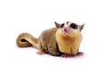 White face Sugar glider, Petaurus breviceps Royalty Free Stock Photo