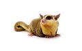 White face Sugar glider, Petaurus breviceps Royalty Free Stock Photo
