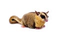 White face Sugar glider, Petaurus breviceps Royalty Free Stock Photo