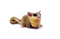 White face Sugar glider, Petaurus breviceps Royalty Free Stock Photo