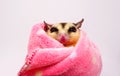 White face Sugar glider, Petaurus breviceps with her pink blanket Royalty Free Stock Photo