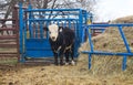 White faced black yearling cow standing in front of a loading shute and next to a round hay bale feeder