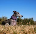white-faced brindle spanish greyhound with colorful martingale collar