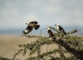 White-faced buffalo-weavers in Serengeti Royalty Free Stock Photo