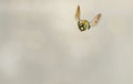 White faced Bumble Bee flying toward the camera.