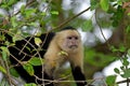 White faced Capuchin Royalty Free Stock Photo