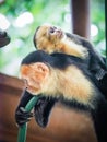 White faced capuchin and baby close up Royalty Free Stock Photo