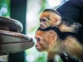 White faced capuchin and baby close up Royalty Free Stock Photo