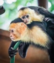 White faced capuchin and baby close up Royalty Free Stock Photo